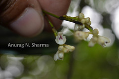 Sirhookera lanceolata